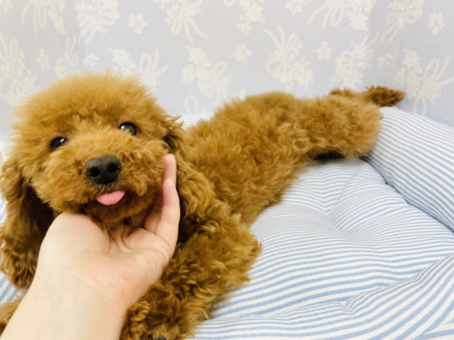 舌ペロ☆体ピトッ！トイプードルくん！