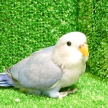 美美っときましたかぁ？？　コザクラインコ　バイオレットパイド☆