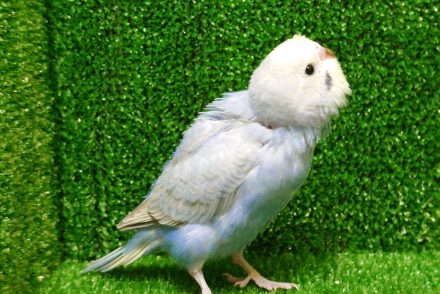 個性ヒカル　つむじちゃんがココにーー　セキセイインコ　パステルレインボー〜〜