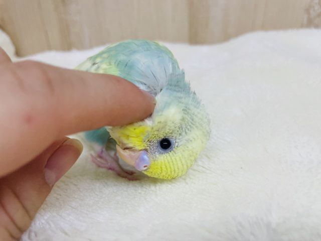 カキカキしてくださいな☆　セキセイインコ　パステルレインボースパングルパイド