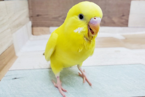 セキセイインコ　ダブルファクターがきてくれました～！