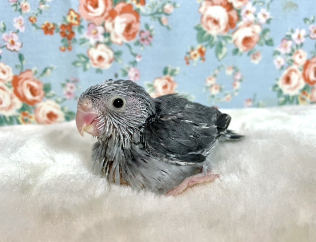 マメルリハ ブラックモーヴ 4/12