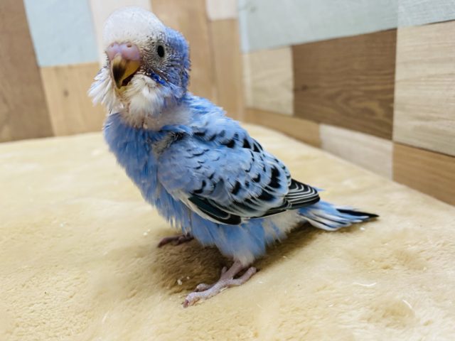 元気いっぱいのセキセイインコ！爽やかブルーのオパーリン♪