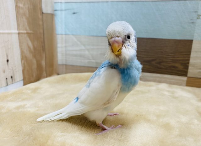 青空のような爽やかカラーのセキセイインコ☆スパングルパイド！