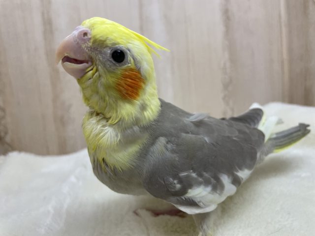 安心むっちりサイズ☆優しいコ！　オカメインコ　シナモンパイド