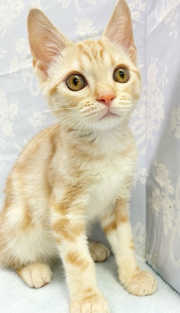 柏店からやってきました☆　おやつくれなきゃいたずらしちゃうぞ🤤　アメリカンショートヘア（レットタビー）　男の子☆　2022年2月1日生まれ