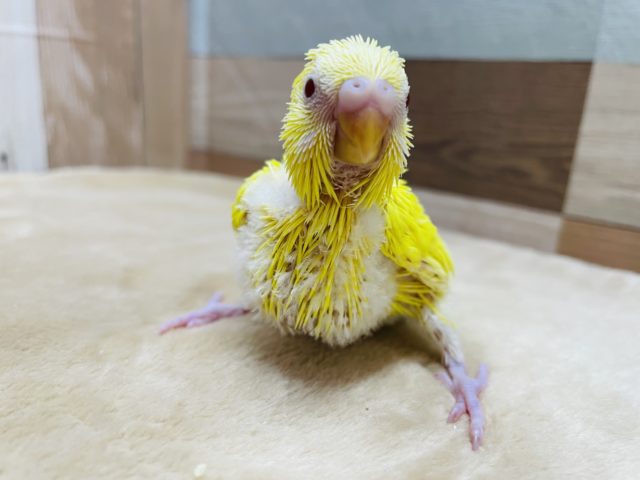 元気っ子カラーのヒナさんです☆セキセイインコのルチノーカラー！