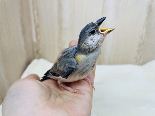 ご飯タイムはかかせない♪　桜文鳥さん！