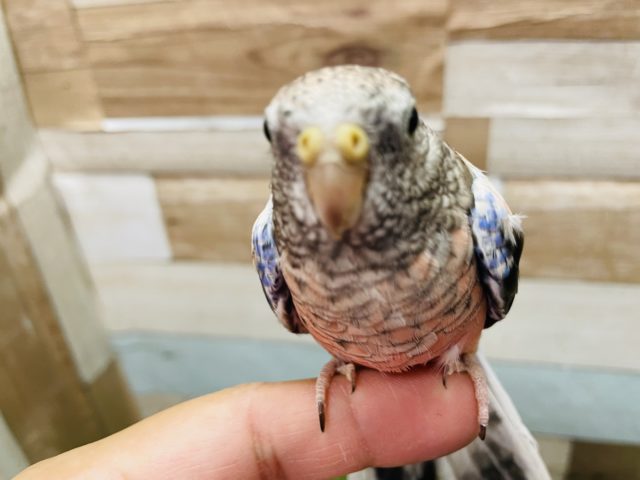 ヒナ餌卒業☆ローズアキクサインコ！