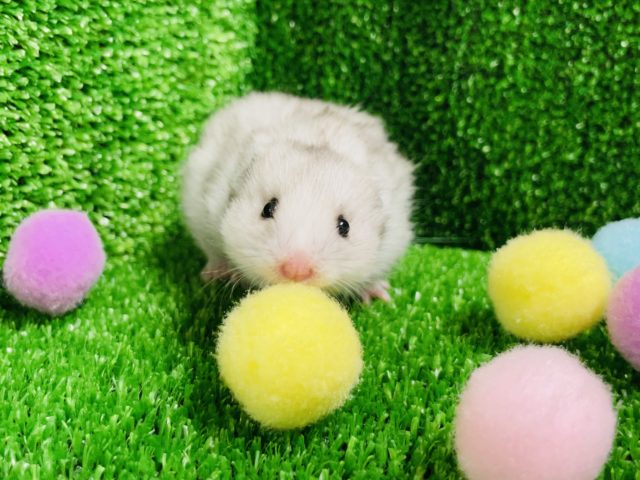 ボールがお気に入り♪ゴールデンハムスターちゃん(グレー)