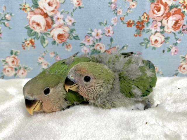 コザクラインコ ノーマル 入舎してます✨ 4/29