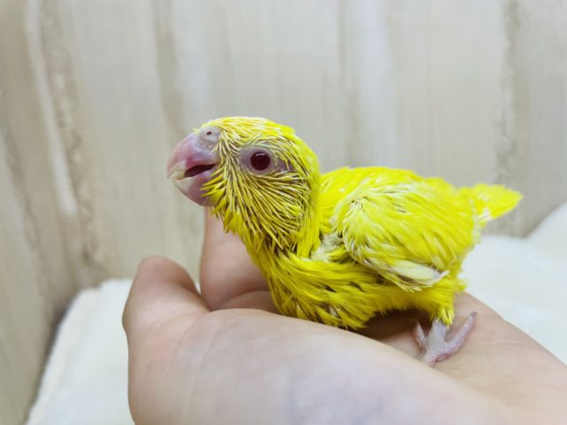 とってもキュートなマメさん！♡ マメルリハ ルチノー