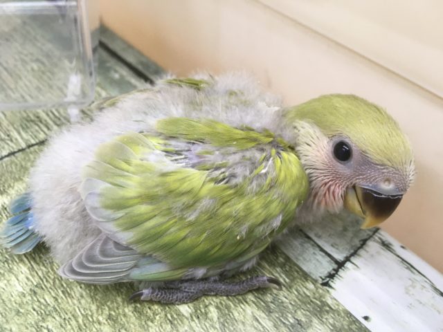 コザクラインコ　スパングル入舎いたしました！