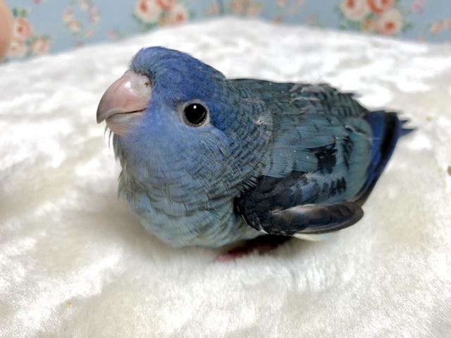 サザナミインコ コバルトブルー 5/4