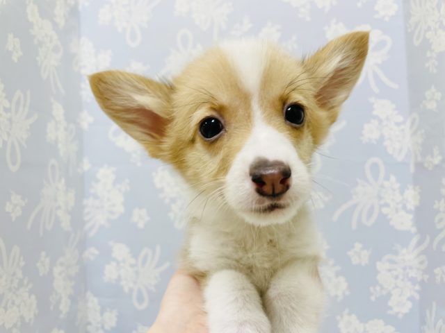 美形男子のかまちょ♥コーギーくん！