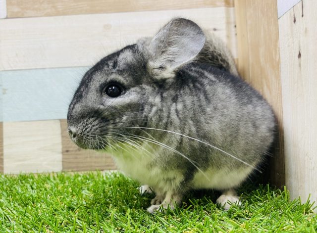 好奇心旺盛☆元気いっぱいなチンチラグレーやって来ました〜