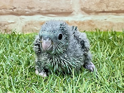 爽やかカラーの？！　サザナミインコのひな　2022.4/28撮影