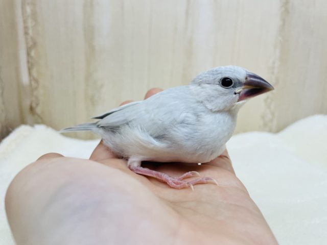 最新画像になります☆美形です！シルバー文鳥ヒナいますよ〜