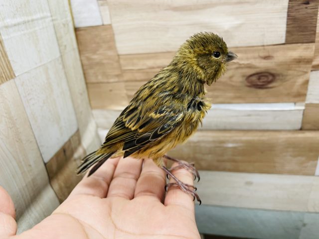 スズメのような見た目のカナリアさん☆ブロンズカナリアのヒナ！