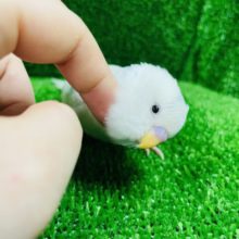 お顔に着地！？セキセイインコ(ハルクイン)