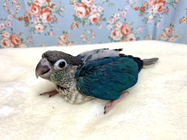 ワキコガネウロコインコ バイオレットインブルー シングルファクター  4/9