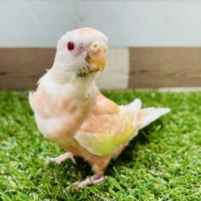 落ち着きのあるヒナさんです☆アキクサインコのルビノーカラー！