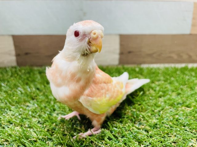 落ち着きのあるヒナさんです☆アキクサインコのルビノーカラー！