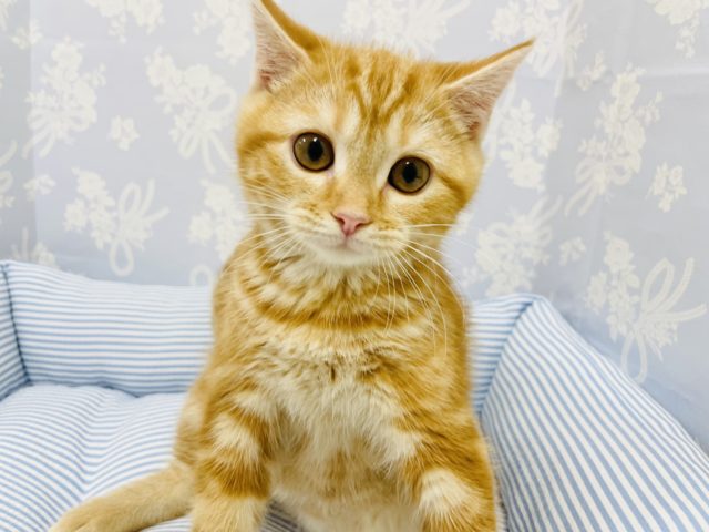 遊ぶの大好きな甘えんボーイ♡マンチカンくん！