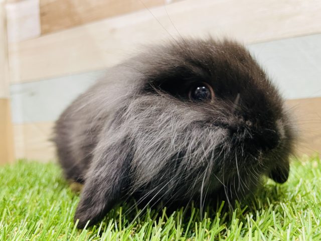 甘えん坊な男の子☆ロップイヤーラビットのブラックカラー！