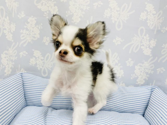 嬉しくてぴょんぴょん〜♪チワワくん！