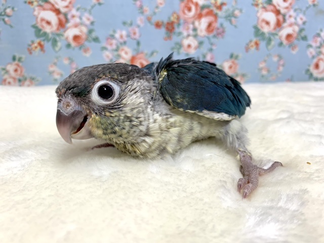 ワキコガネウロコインコ　バイオレットインブルー　ダブルファクター　4/9
