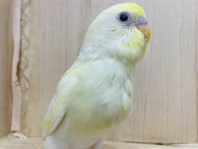 クリーミーなセキセイさん登場です☆ セキセイインコ　クリーム