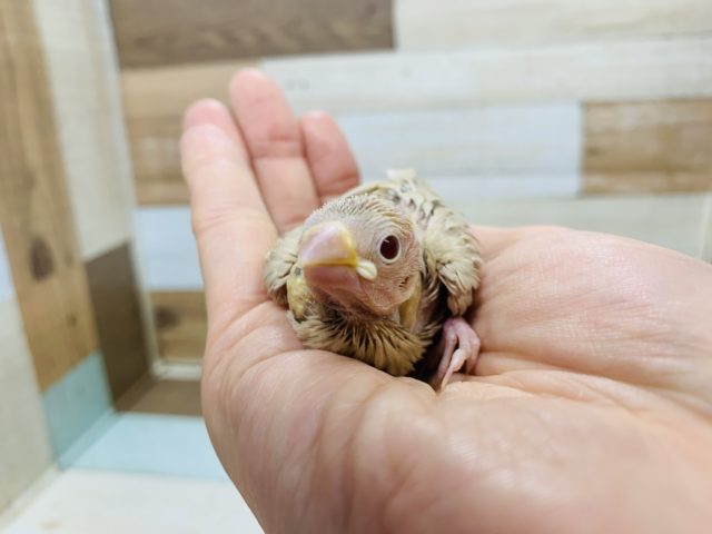ヒナヒナ♡大人気カラーのシナモン文鳥さん♪