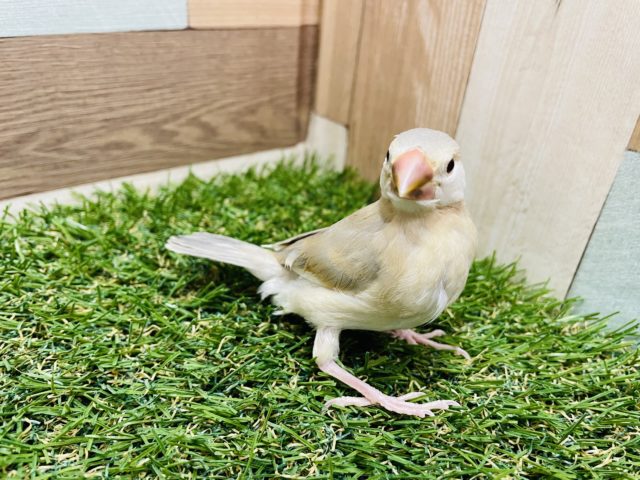 初入舎のレアカラーさん☆アゲイト文鳥！！