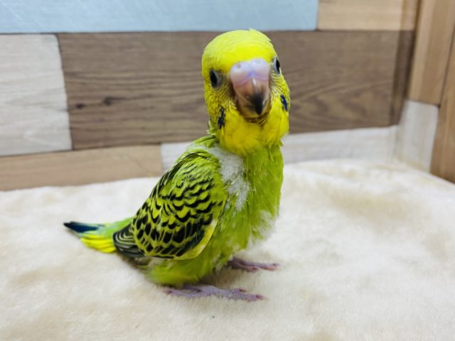 深みのあるグリーンが綺麗なセキセイインコオパーリン！
