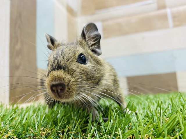 元気いっぱい★馴れそうな予感のデグー男の子！！