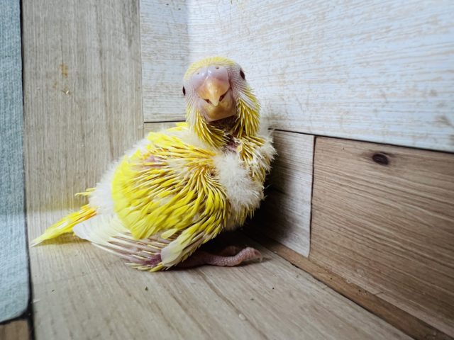 つんぽや♪ルチノーセキセイインコ☆