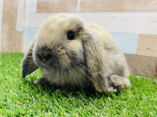 ベタ馴れの垂れ耳くん☆ホーランドロップのトートイズシェルカラー！