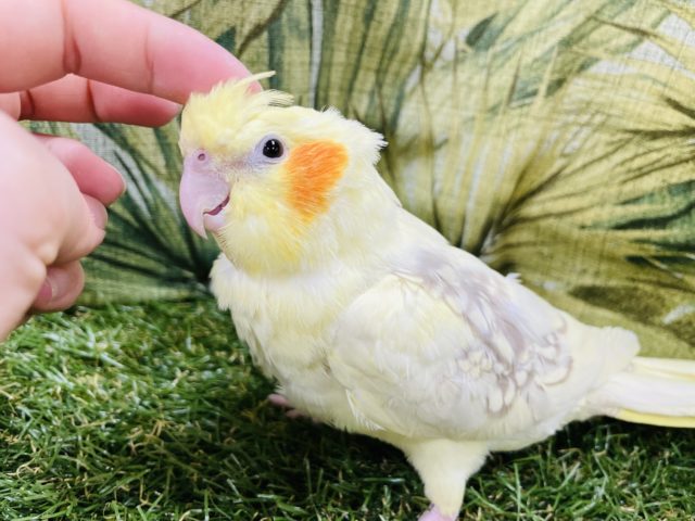 お願いかまってください…なオカメインコ(シナモンパールパイド)