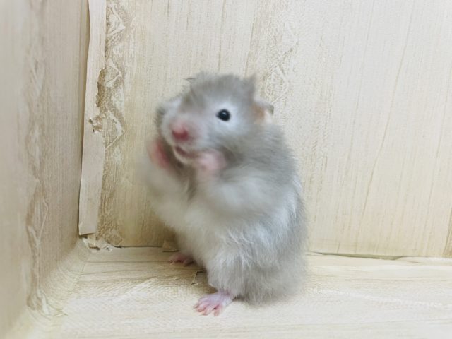 自由気ままに〜♪ セーブルハムスター！！！