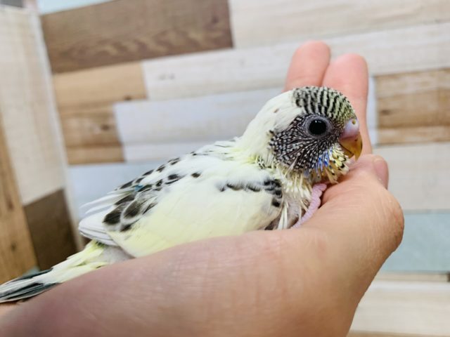 手にピトッ♡セキセイインコ(クリームハルクイン)さん☆