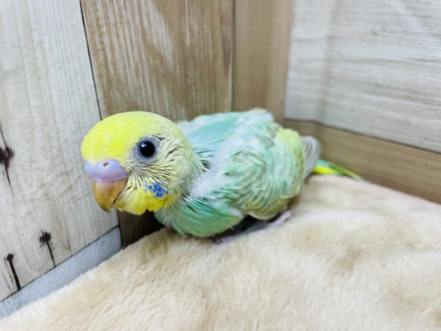 クリクリおめめが可愛いです♡セキセイインコのパステルカラーレインボー！