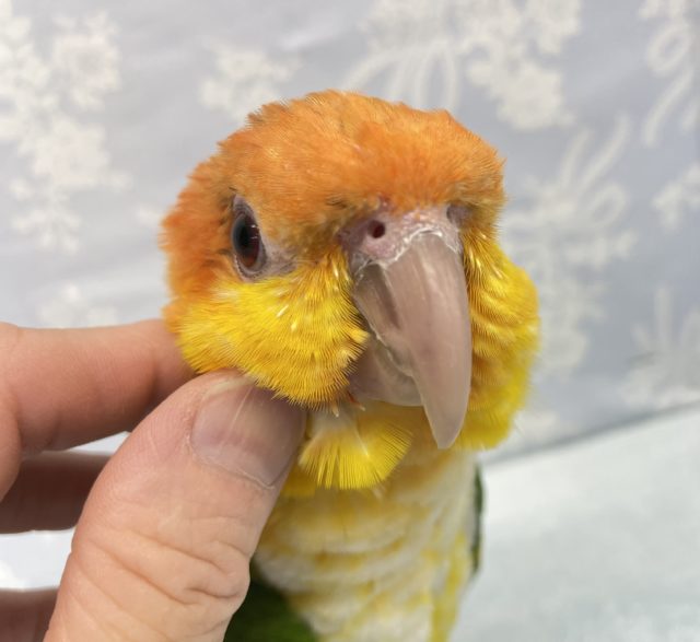 しつこい💛シロハラインコ 2021年12月生まれ