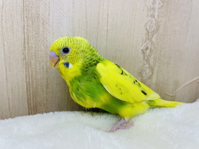 元気にかまって！ぐんぐん成長　セキセイインコ　パイド