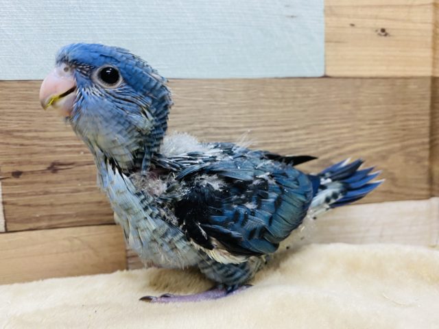 濃いブルーが素敵なサザナミインココバルトやって来ました！