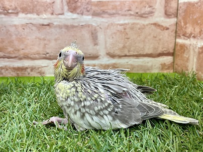 淡い色合いの癒し系☆　オカメインコのひな　2022.4/6撮影