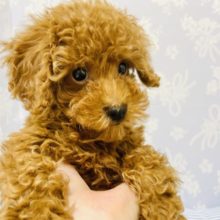 愛の突進します♡トイプードルくん！