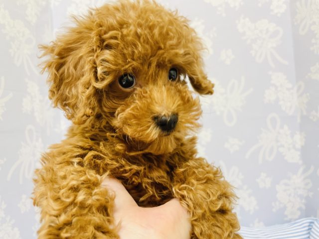 愛の突進します♡トイプードルくん！