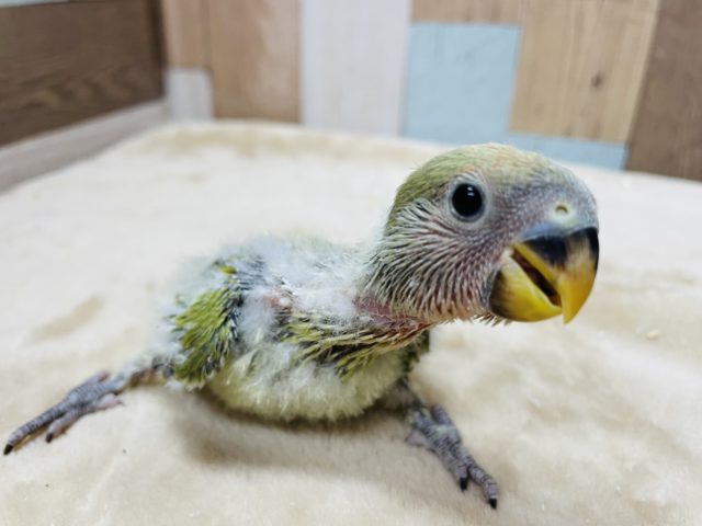 甘えん坊で元気っ子☆コザクラインコのオリーブオパーリンカラー！