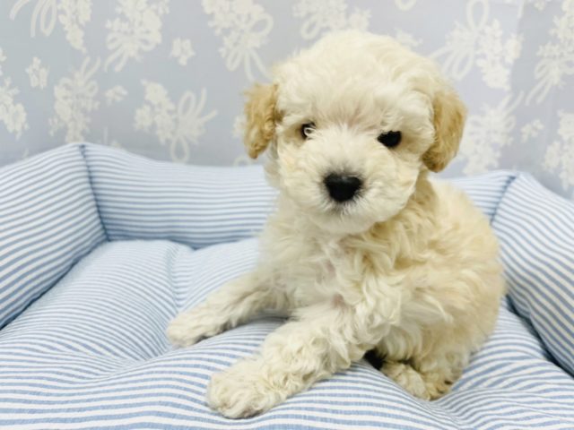 つぶらな瞳に胸きゅん♥トイプードルくん！